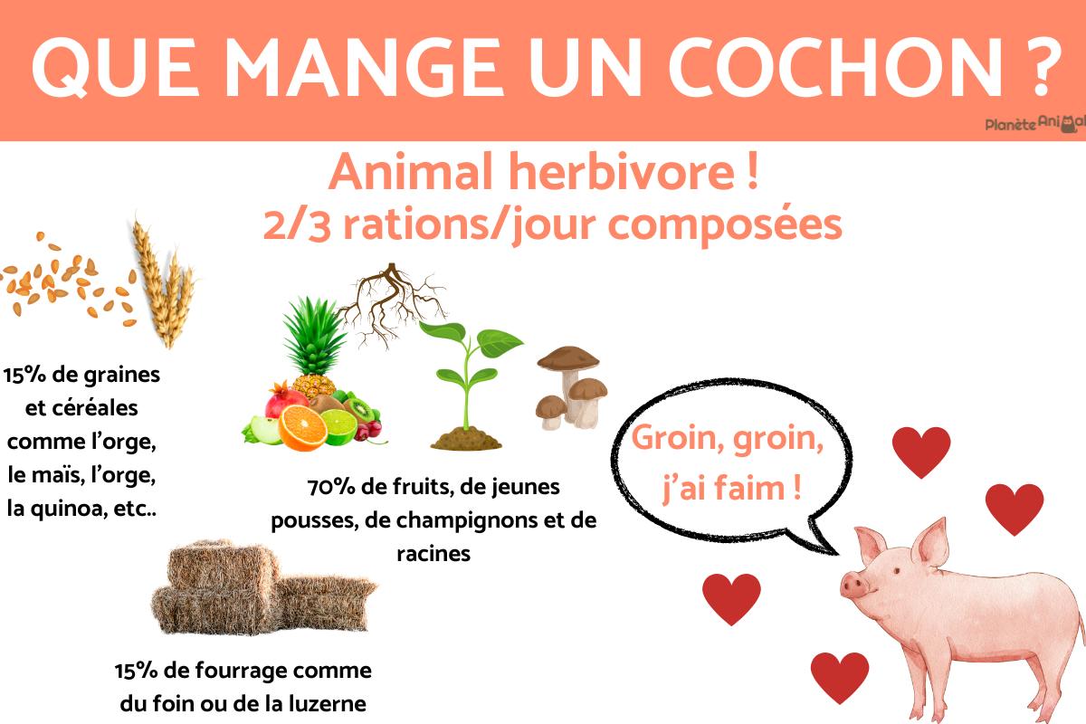 Que mange le cochon ?
