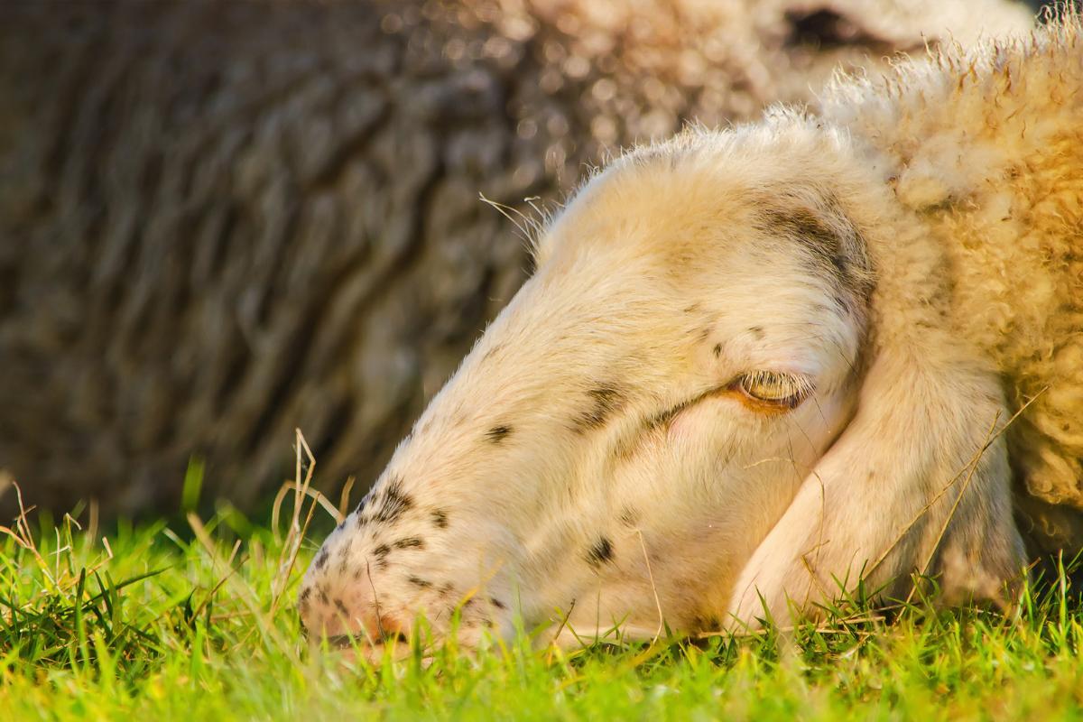 7 maladies du mouton - Symptômes