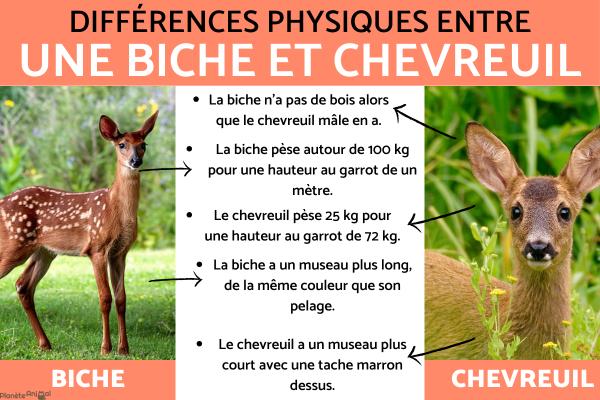 Quelle différence entre une biche et un chevreuil ? - Différence physiques entre biche et chevreuil