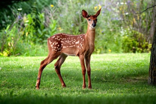 Quelle différence entre une biche et un chevreuil ? - En apprendre plus sur les biches