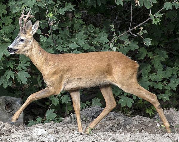 Quelle différence entre une biche et un chevreuil ? - En apprendre plus sur les chevreuils