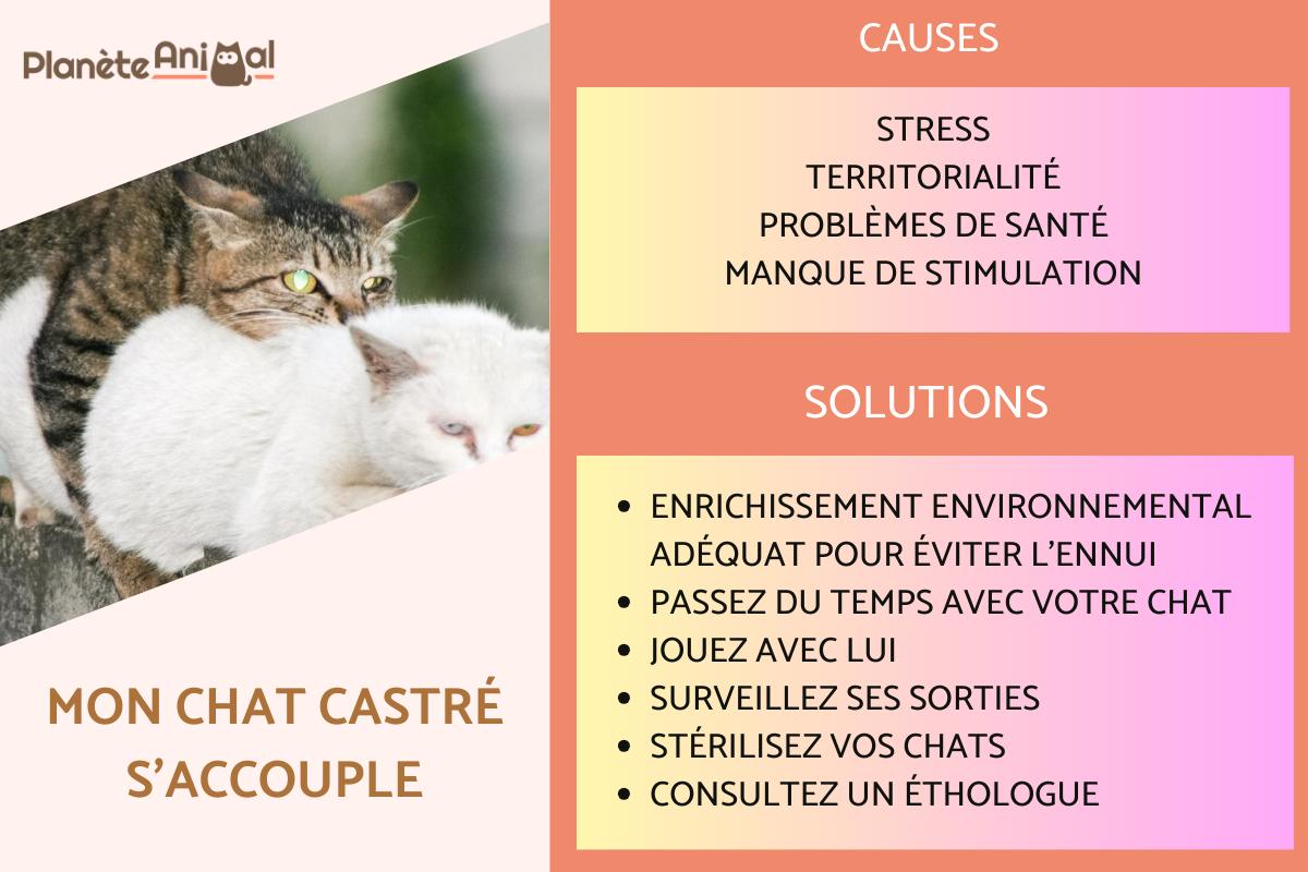 Mon chat castré s'accouple - Causes et solutions