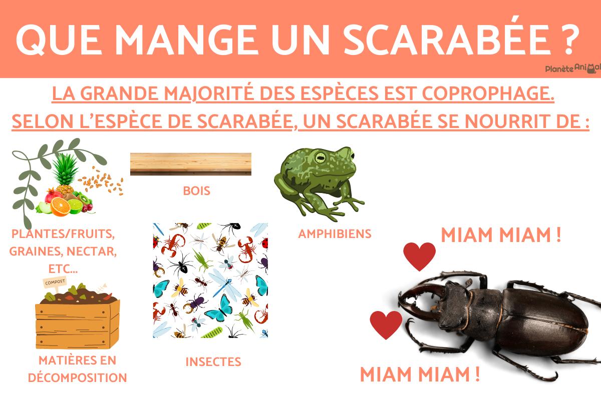 Que mange un scarabée ?