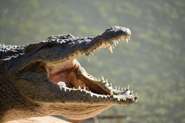 Dent de crocodile - Tout sur la dentition des crocodiles