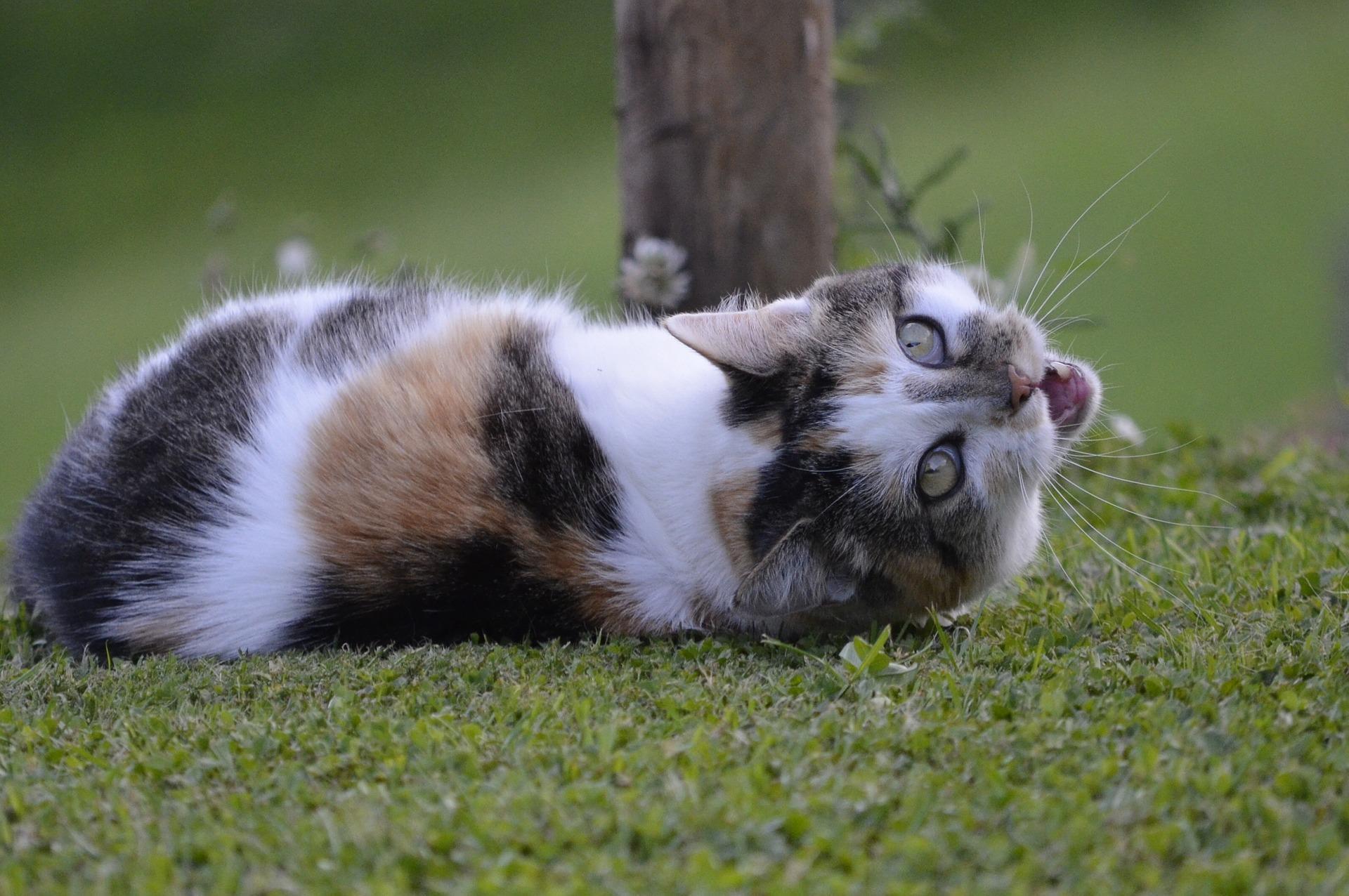 Pourquoi mon chat se roule par terre