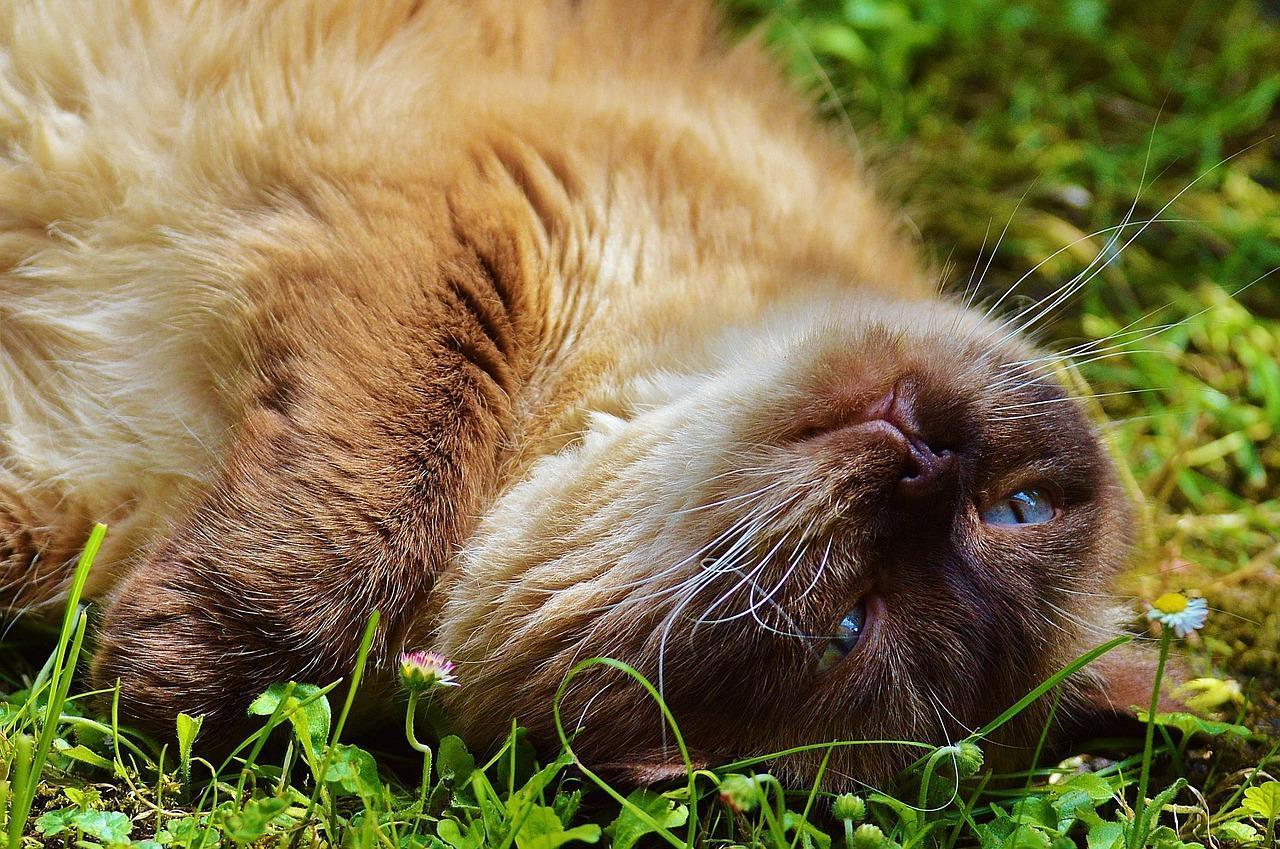 Pourquoi mon chat se roule par terre