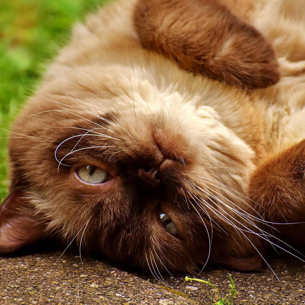 Pourquoi mon chat se roule par terre ?