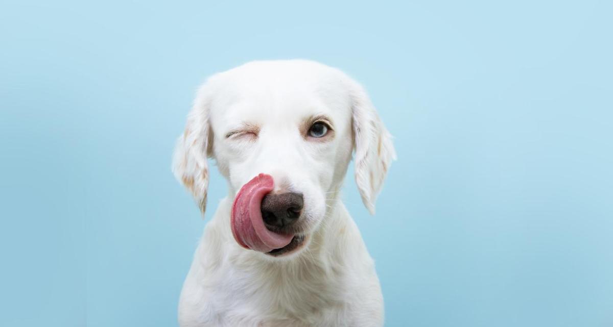 Noms de nourriture pour chien