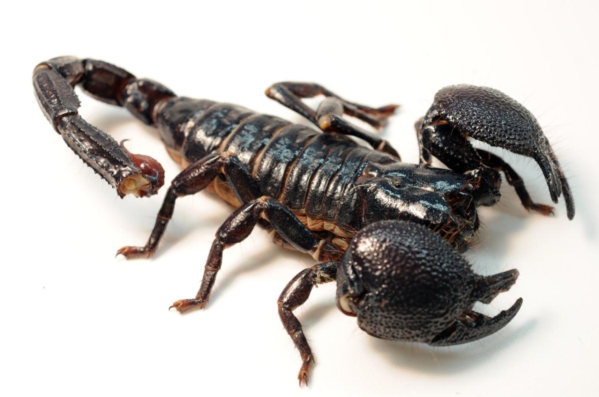 Scorpion empereur comme animal de compagnie