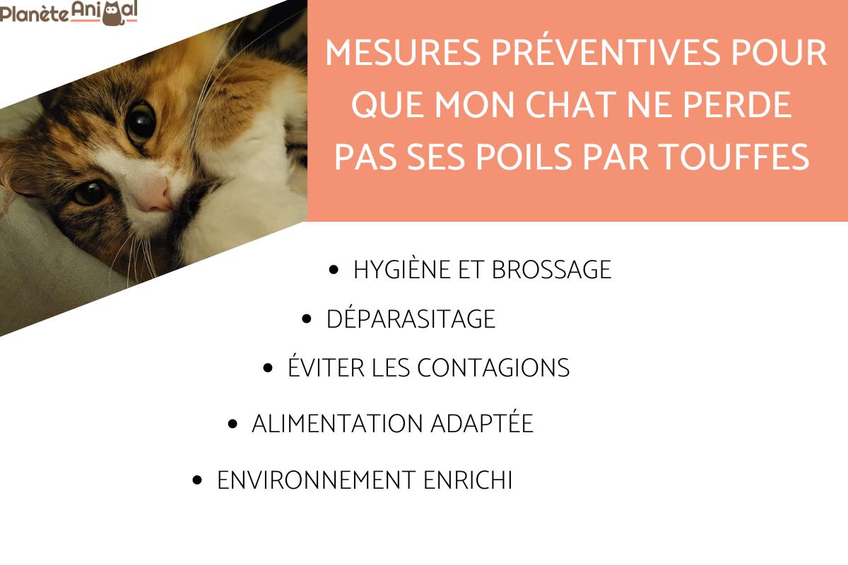 Mon CHAT PERD ses POILS par TOUFFES - Causes et que faire