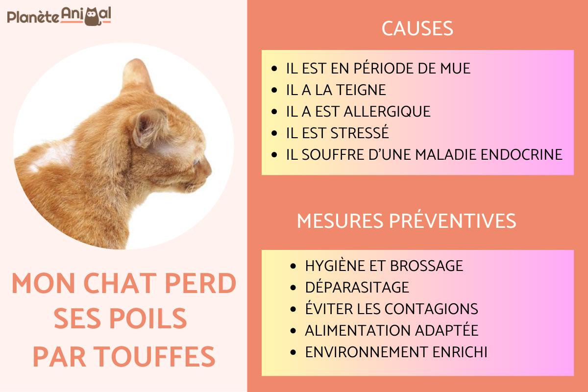 Mon chat perd ses poils par touffes - Causes et que faire
