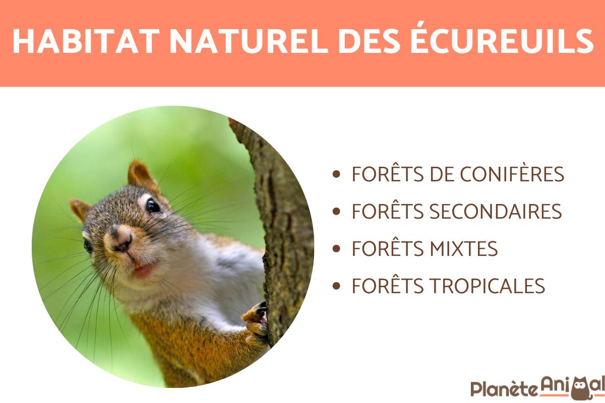 Où vivent les écureuils ?