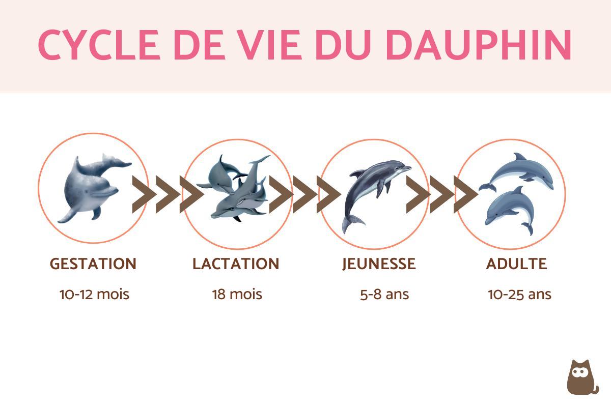 Espérance de vie d'un dauphin