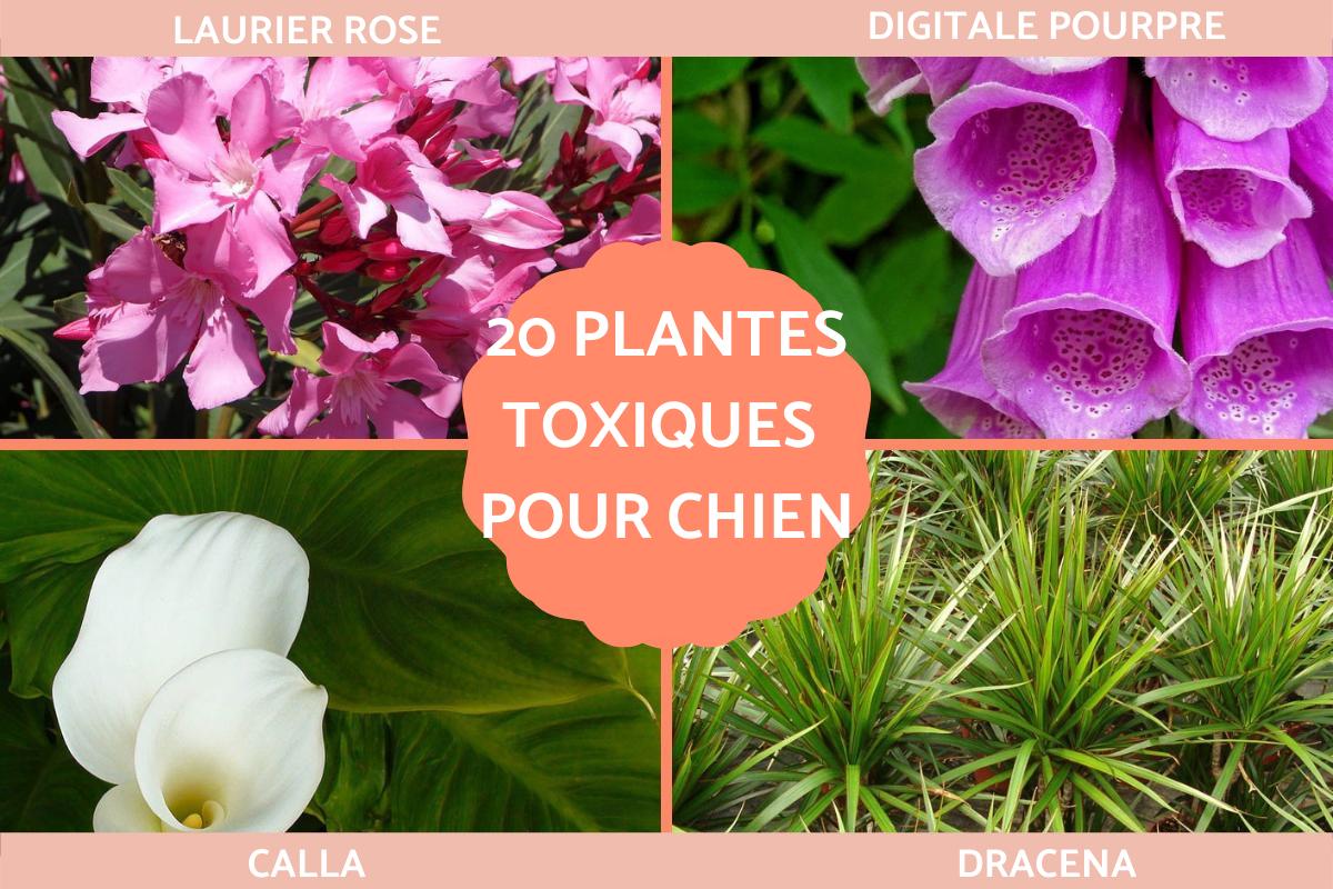 Liste de 20 PLANTES TOXIQUES pour CHIEN avec PHOTOS