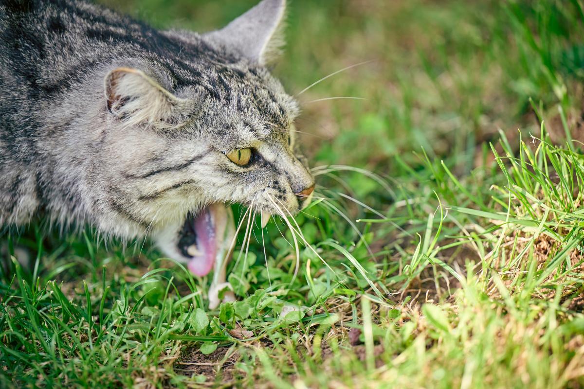 Mon chat vomit du liquide transparent : causes et que faire