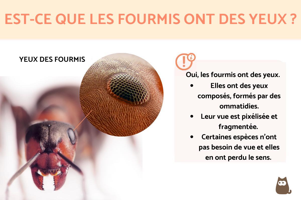 Estce que les fourmis ont des yeux — free download