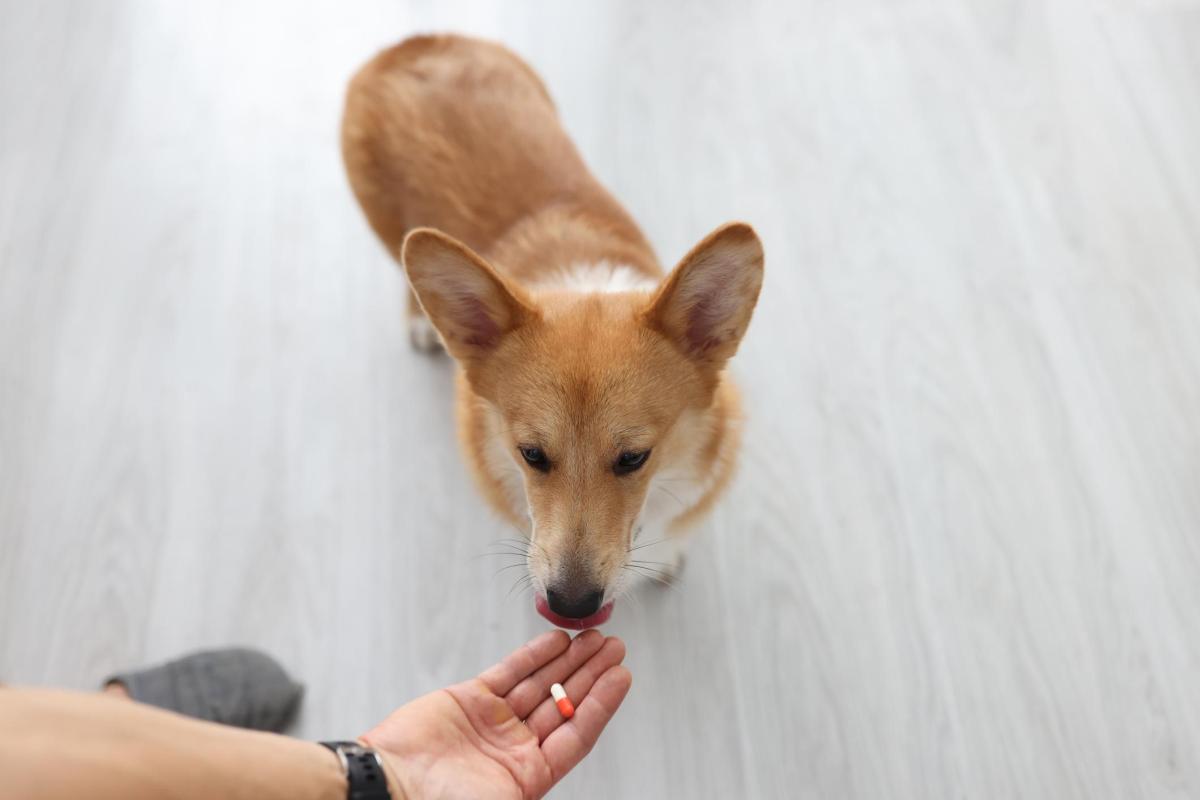 Trilostane pour chien - Effets secondaires, prix et dose