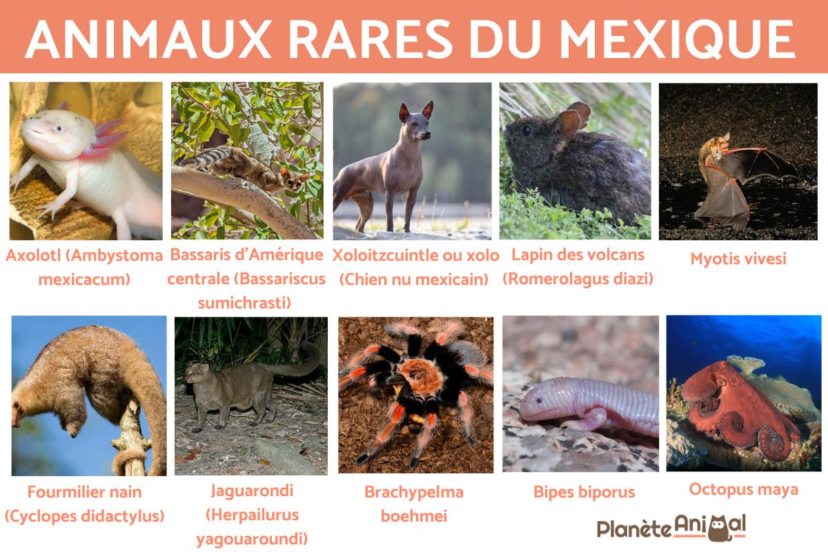 Animaux rares du Mexique