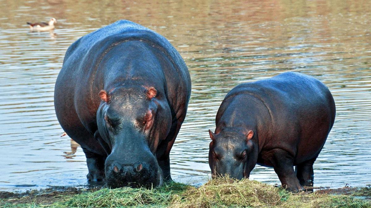 Que mange l'hippopotame ? - Alimentation de l'hippopotame