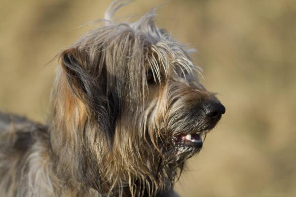 Races de chiens de berger - 13. Berger catalan