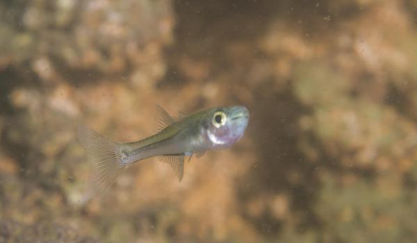 Animaux du Mexique - LISTE - 14. Le Poblana Alchichica