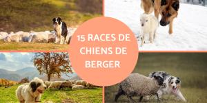15 races de chiens de berger