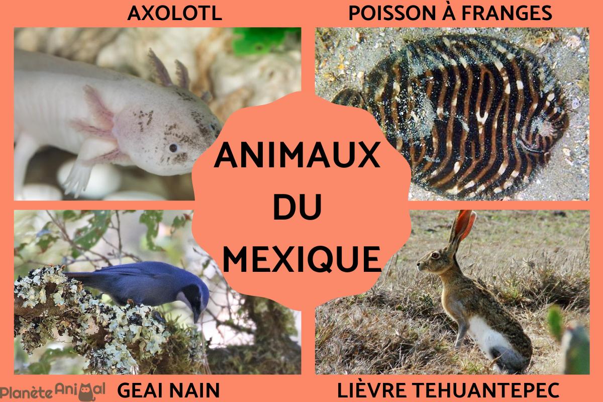 Animaux du Mexique - LISTE