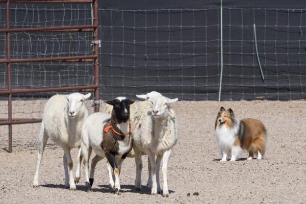 Races de chiens de berger - Plus de chiens de berger