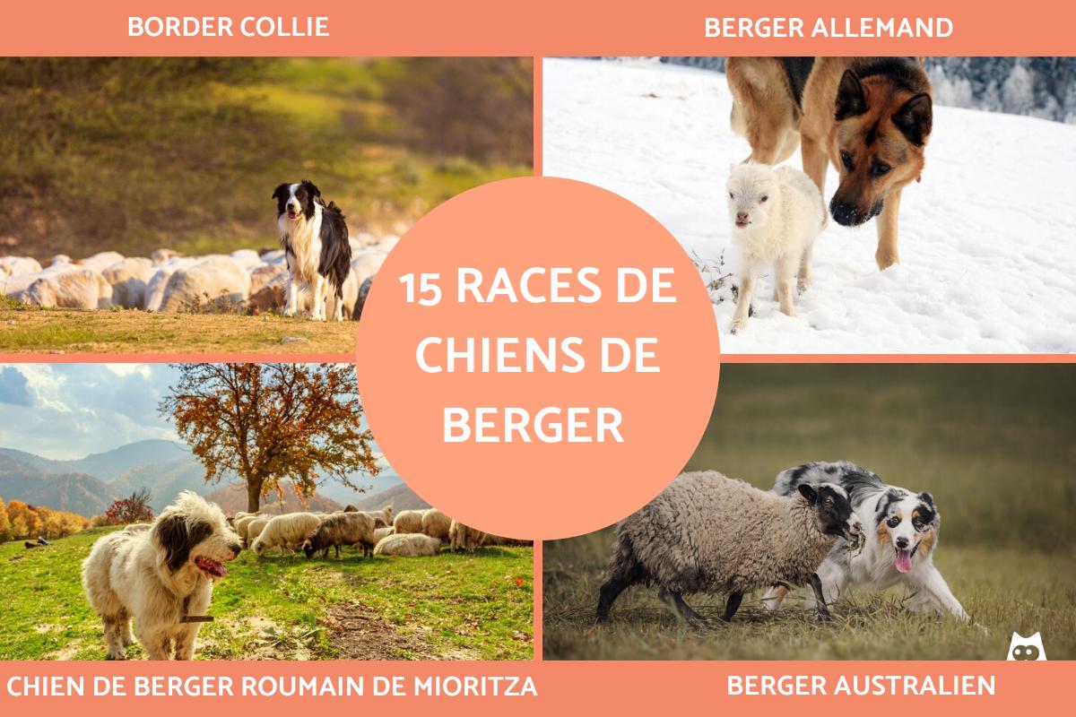 Races de chiens de berger