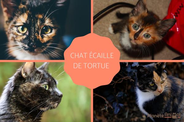 Chat écaille de tortue - Caractère, caractéristiques et photos