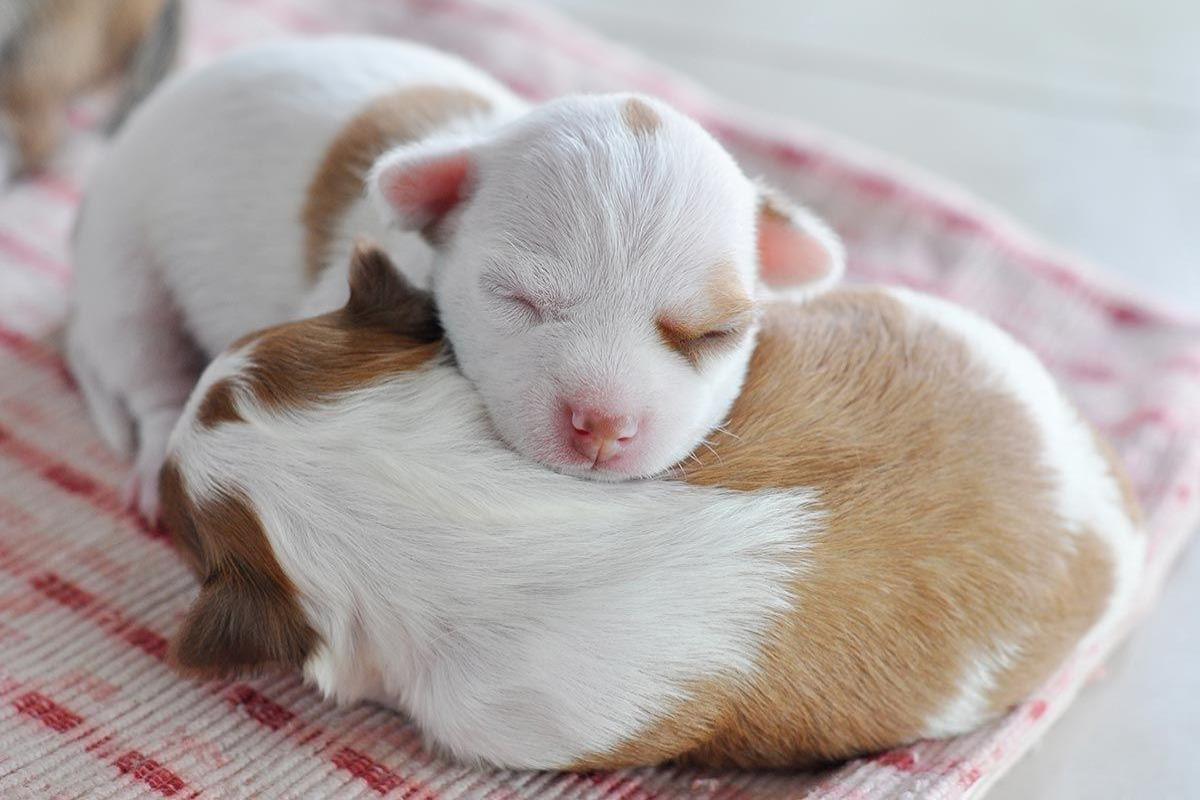 Mon chien est mort subitement - Pourquoi et que faire