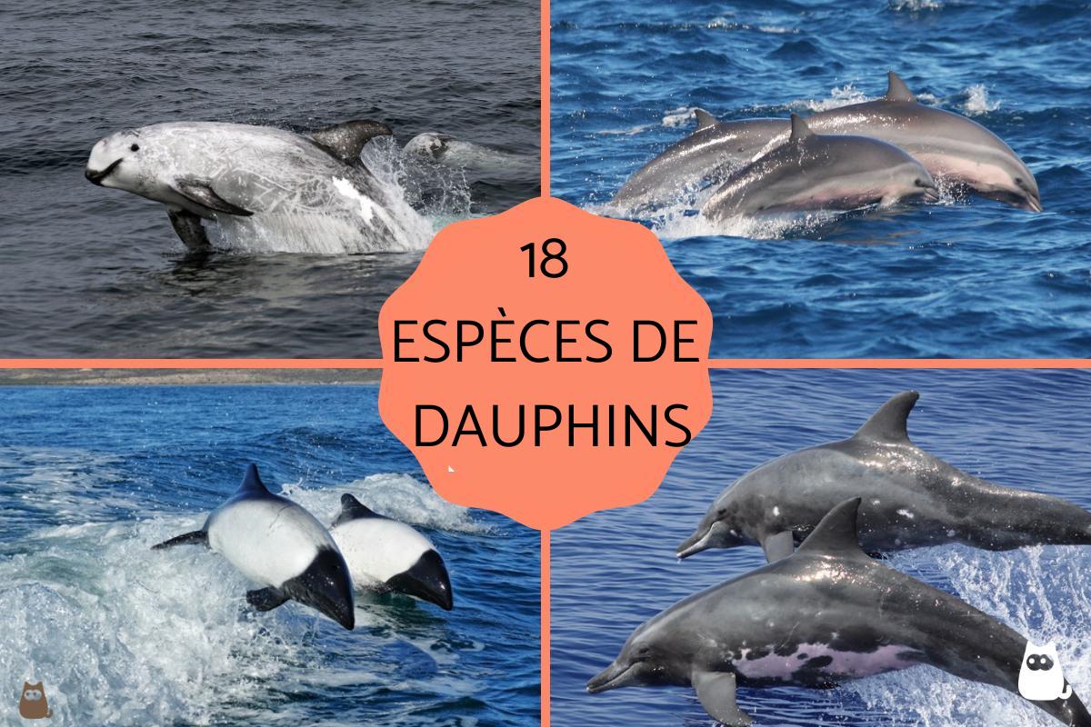 Espèces de dauphins