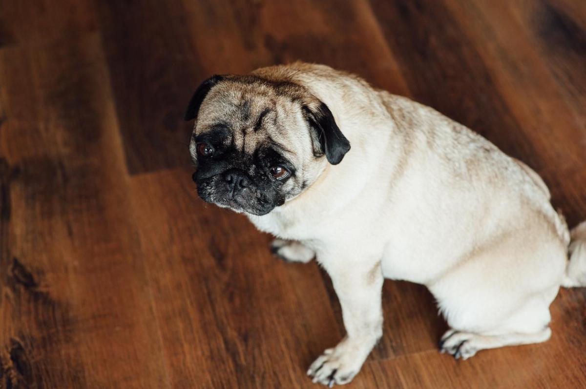 Mon chien perd l'équilibre et tombe - Causes et que faire