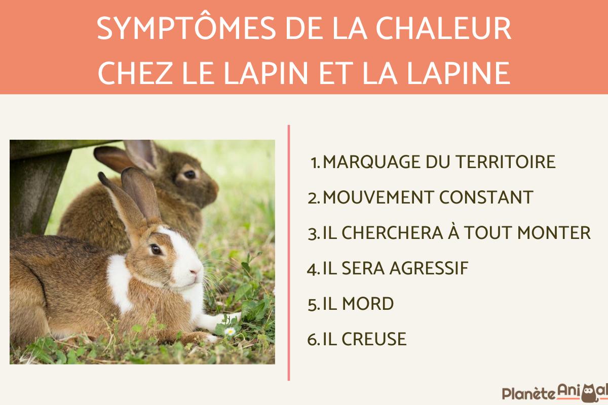 Chaleur chez le lapin et la lapine