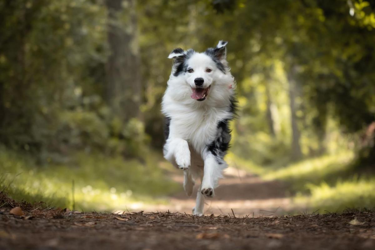 Noms de pays pour chien