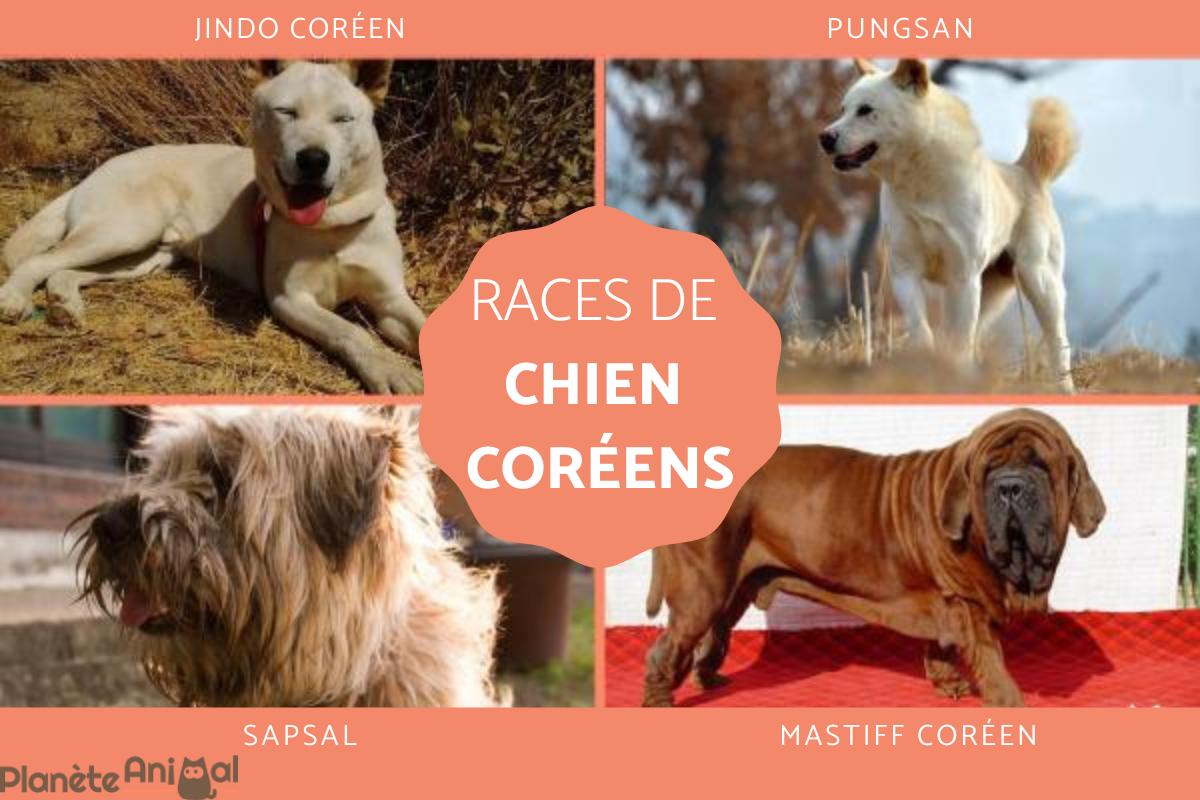 Chien coréen - 6 races avec photos