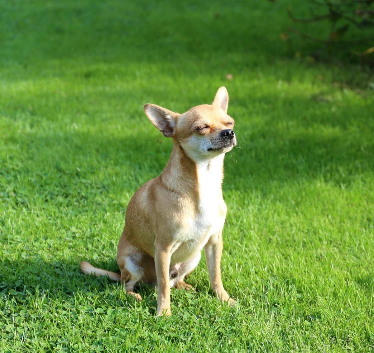 Pourquoi les chiens aiment le soleil ?