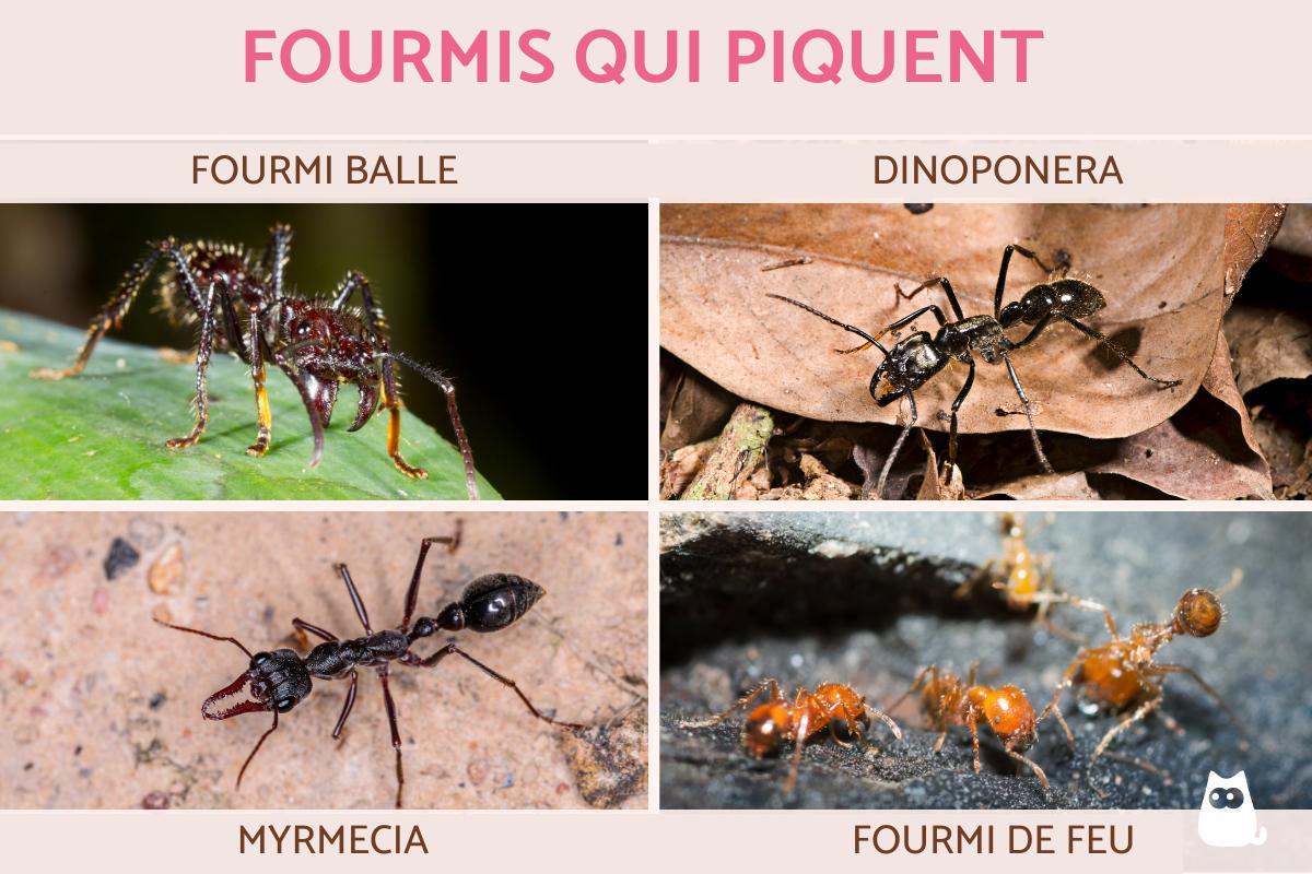 Estce que les FOURMIS PIQUENT ? Liste des fourmis piqueuses (avec PHOTOS)