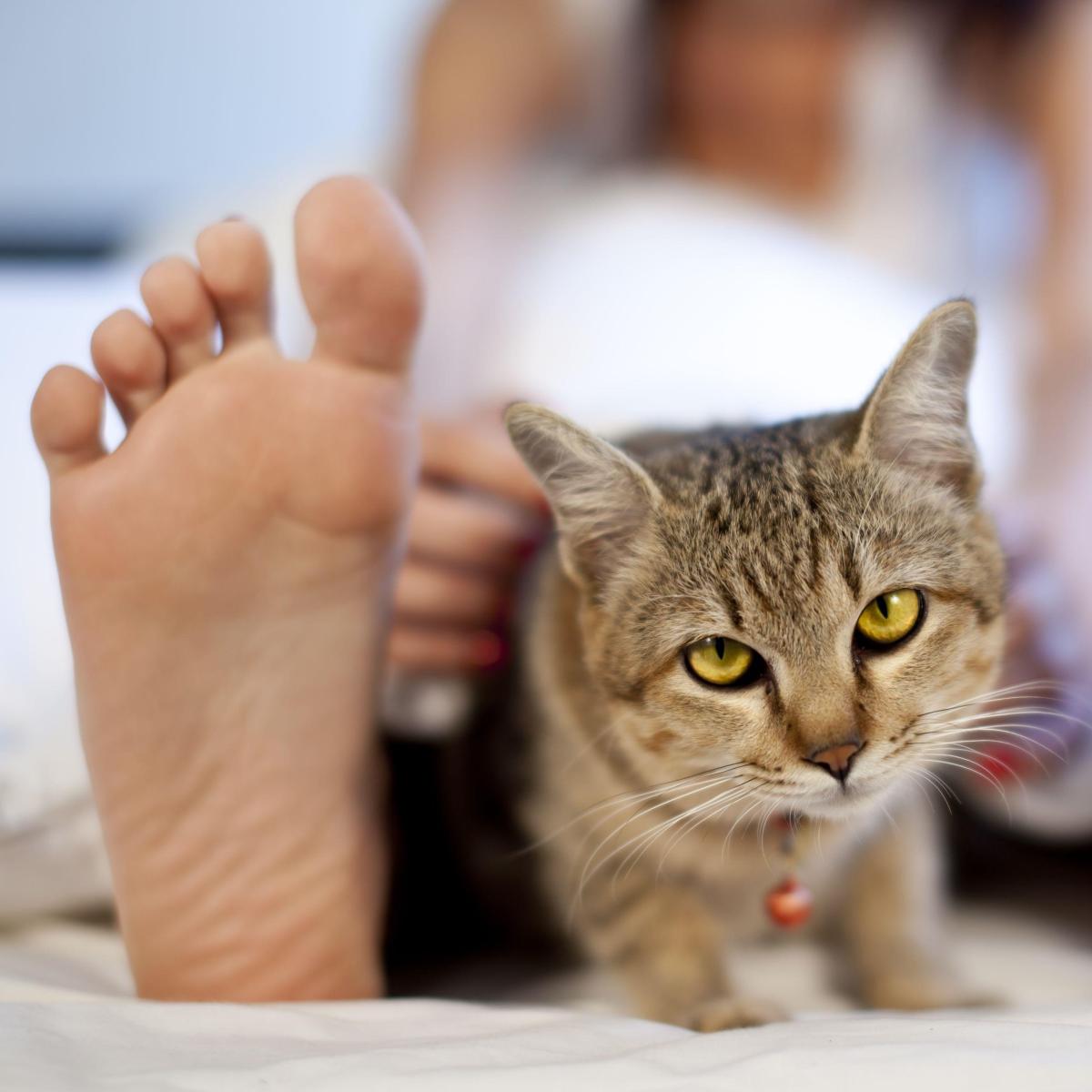 Pourquoi les chats aiment dormir au pied du lit