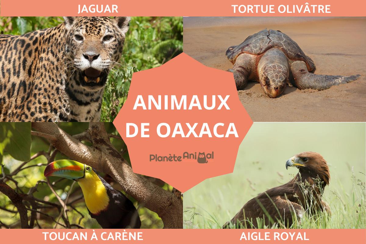 Animaux de Oaxaca
