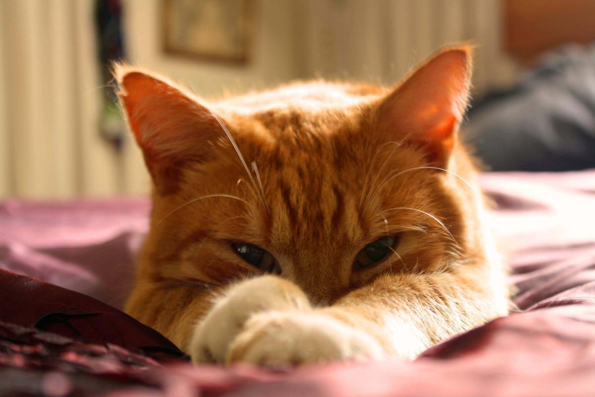 Pourquoi mon chat dort les yeux ouverts ?