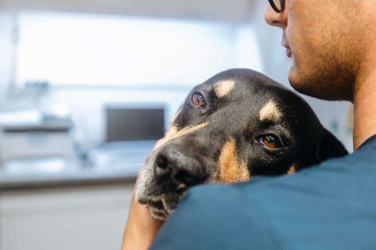 Chien qui pue : Causes et que faire