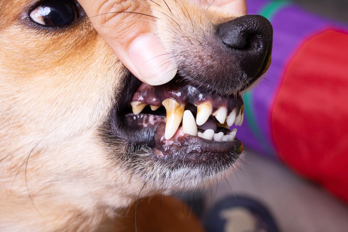 Chien qui pue Causes et que faire