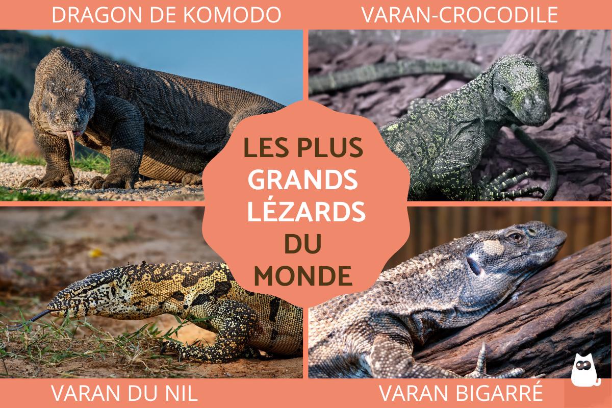 Les plus grands lézards du monde