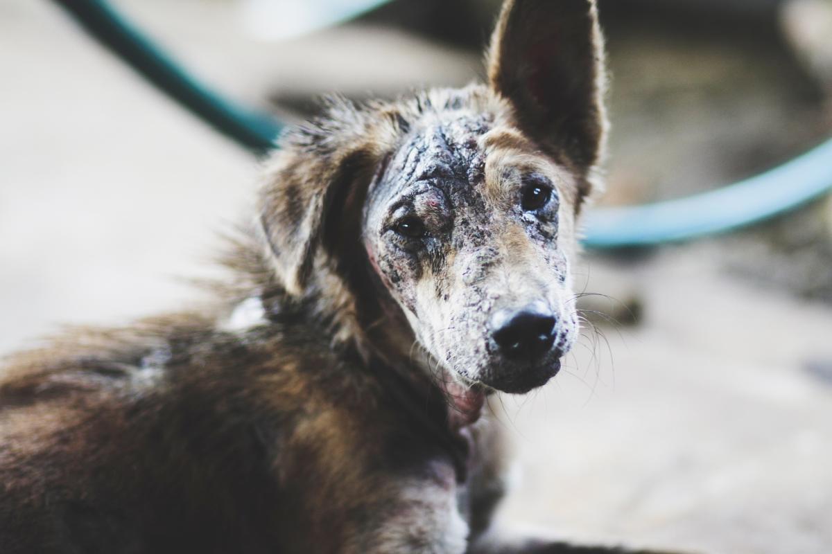 Chien qui pue Causes et que faire