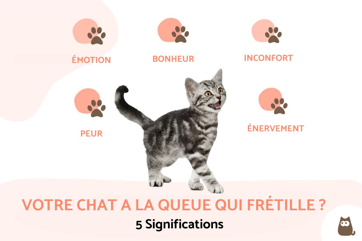Chat qui frétille de la queue - Causes et que faire