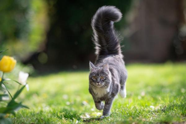 Chat qui frétille de la queue - Causes et que faire - Émotion