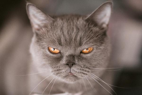 Chat qui frétille de la queue - Causes et que faire - Énervement 