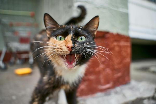 Chat qui frétille de la queue - Causes et que faire - Inconfort 