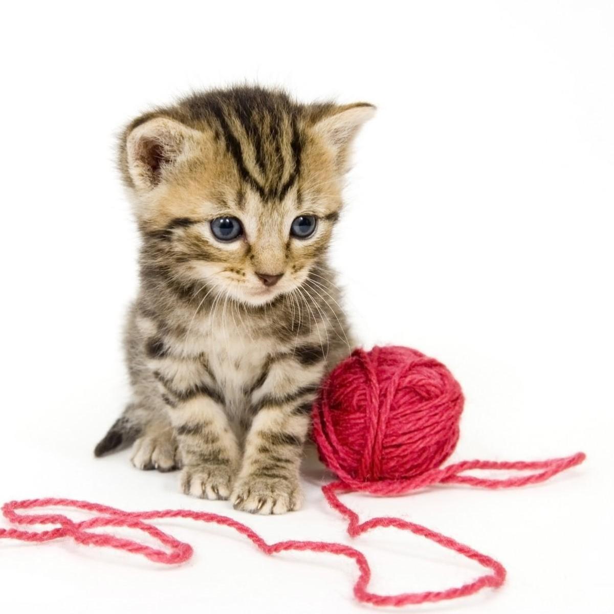 Les meilleurs jouets pour chats - Spécial chatons !